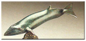 1/60 Scale Minke Whale