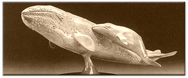 Gray Whale Cow & Calf I