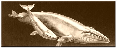 Blue Whale Cow & Calf I