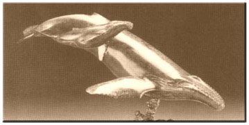Humpback Cow & Calf