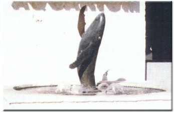 The Wishing Whale
