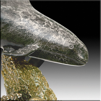 Vaquita