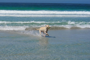 Imageabout Carmel Beach is one of the few places where well-behaved dogs can roam free without a leash. Let's play fetch! Check out our dog friendly rules when planning a trip to the Inn. Rates and room restrictions apply.
