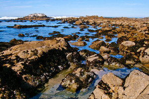 Imageabout Go Tidepooling. All around Carmel by the Sea are Gorgeous areas to see your Favorite Tidepool Animals. Seastars included.