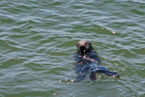 Imageabout See the Sea Otters frolick in the waters of Elkhorn Slough
