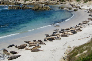 Imageabout Year Round you can say Hello to the Harbor Seals near Hopkins Marine Station in Pacific Grove. Always a Magnificent View. Just 15 minutes from Carmel.