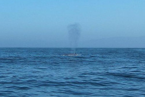Imageabout A Blue Whale in the Monterey Bay. Go Whale Watching, Year-Round, off the Fisherman's Wharf just 10 minutes away