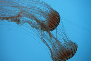 Imageabout Visit the World Renowned Monterey Bay Aquarium just 15 minutes away