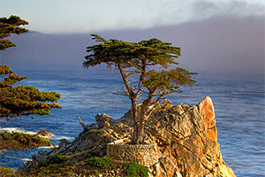 Imageabout 17 Mile Drive is a Famous Scenic Drive just a few minutes from Carmel. Home to the infamous Lone Cypress Tree.