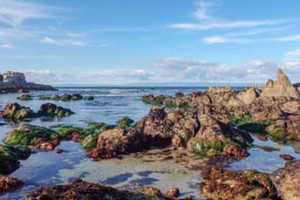 Imageabout Local tide-pools in Pacific Grove, CA. Located within 15 minutes from the Inn.