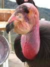 Condor 219 (male)