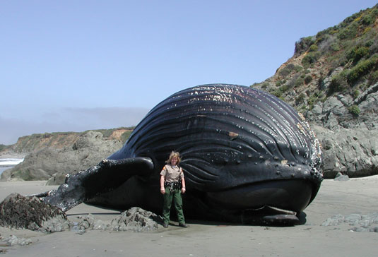 Park Ranger Linda Rath standing next to dead, beached Humpback whale. Photo taken on June 25, 2006. Video was shot on June 26.