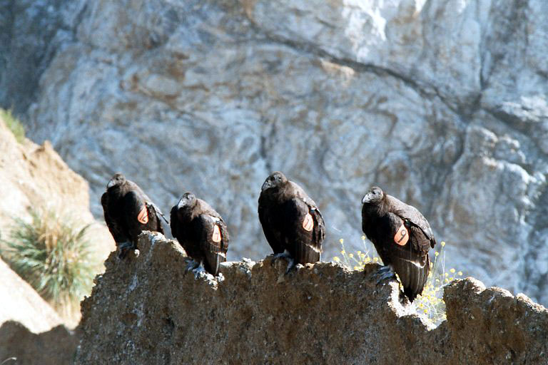 Condor Field Notes for 2000 | California Condor (Big Sur Chamber of ...