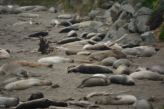 Elephant seal adults and pups on the beach