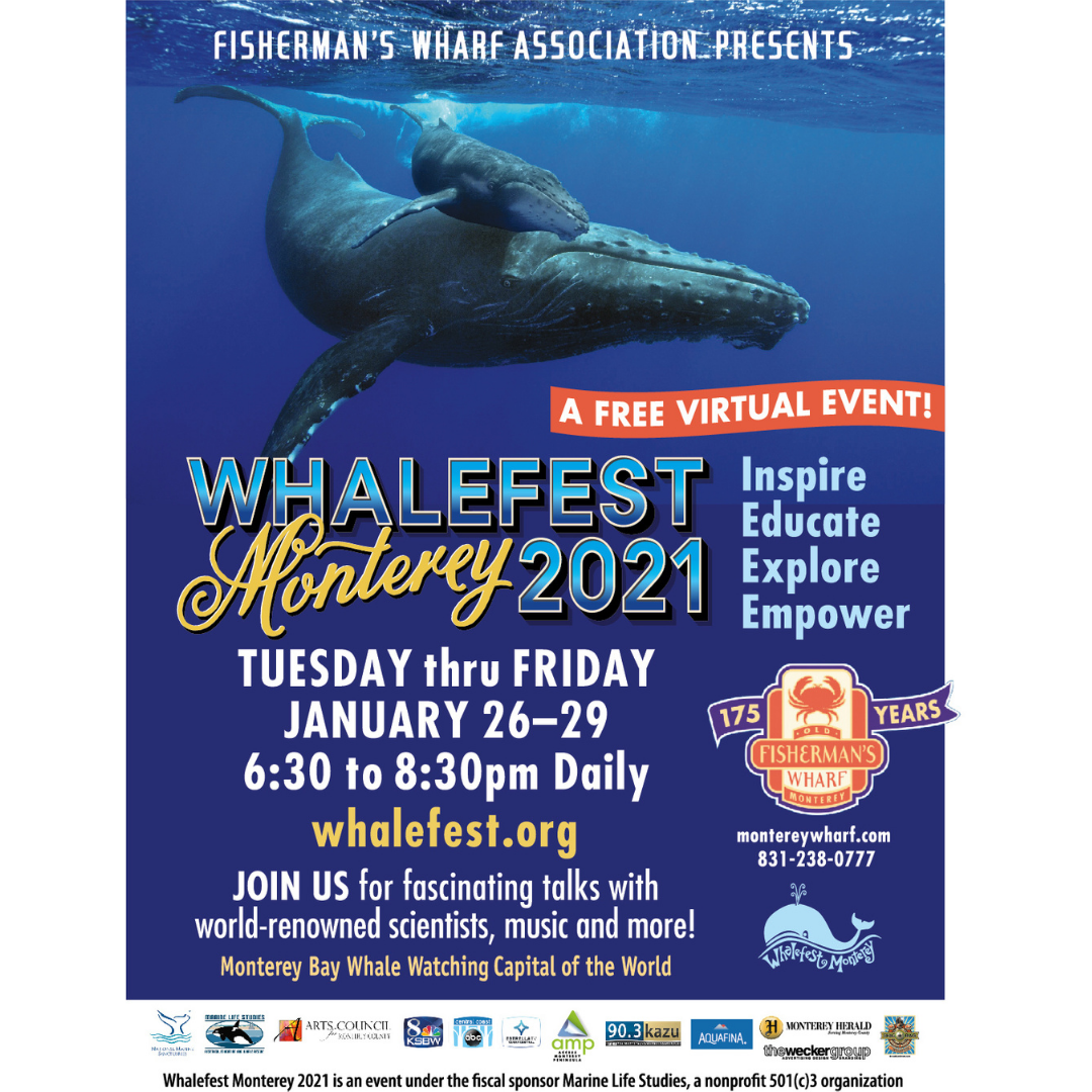 Image of Flyer Whalefest FlyerIG